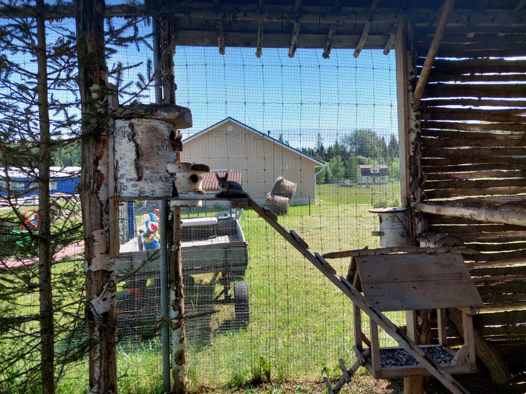 А у белок родились бельчата!